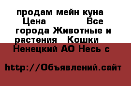 продам мейн куна › Цена ­ 15 000 - Все города Животные и растения » Кошки   . Ненецкий АО,Несь с.